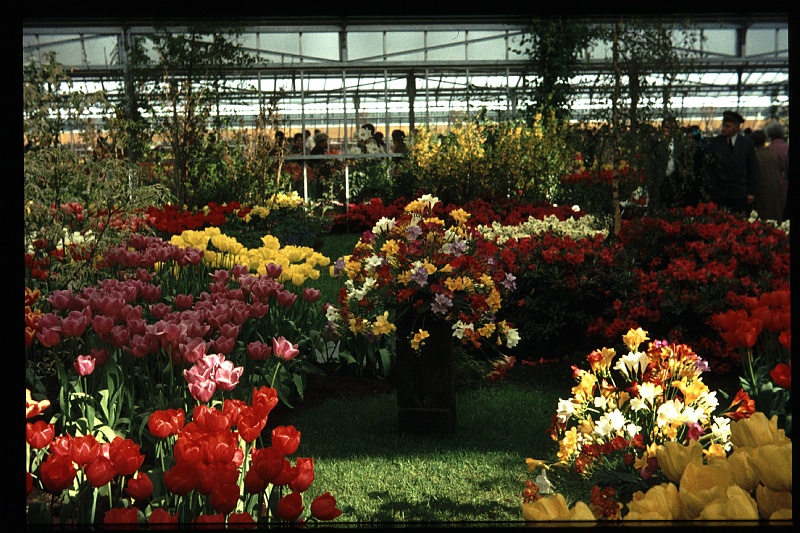 14.Keukenhof apr 1973.JPG